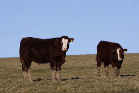 AGRICULTURE, Farming, Animals, "England, East Sussex, South Downs, Cattle, Cows Grazing in the