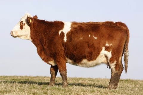 AGRICULTURE, Farming, Animals, "England, East Sussex, South Downs, Cattle, Cow Grazing in the