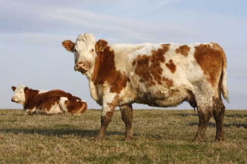 AGRICULTURE, Farming, Animals, "England, East Sussex, South Downs, Cattle, Cows Grazing in the