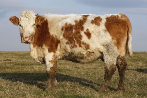 AGRICULTURE, Farming, Animals, "England, East Sussex, South Downs, Cattle, Cow Grazing in the