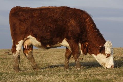 AGRICULTURE, Farming, Animals, "England, East Sussex, South Downs, Cattle, Cow Grazing in the