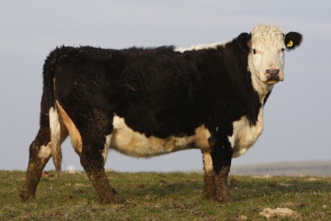 AGRICULTURE, Farming, Animals, "England, East Sussex, South Downs, Cattle, Cow Grazing in the