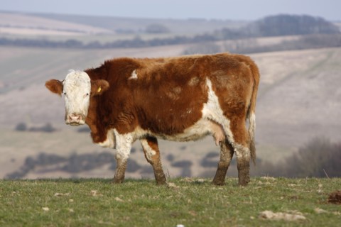 AGRICULTURE, Farming, Animals, "England, East Sussex, South Downs, Cattle, Cow Grazing in the