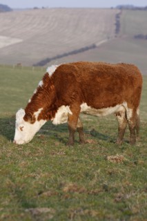 AGRICULTURE, Farming, Animals, "England, East Sussex, South Downs, Cattle, Cow Grazing in the