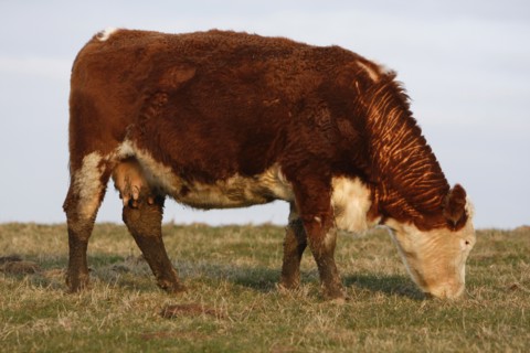 AGRICULTURE, Farming, Animals, "England, East Sussex, South Downs, Cattle, Cow Grazing in the
