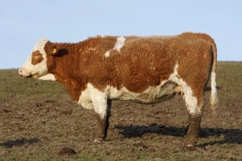 AGRICULTURE, Farming, Animals, "England, East Sussex, South Downs, Cattle, Cow Grazing in the