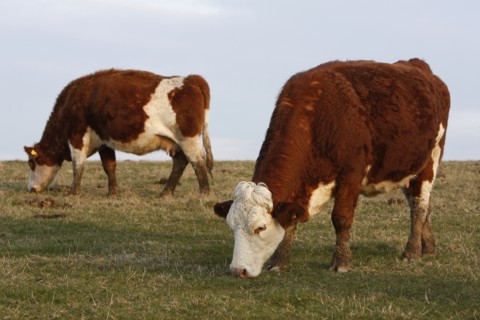 AGRICULTURE, Farming, Animals, "England, East Sussex, South Downs, Cattle, Cows Grazing in the