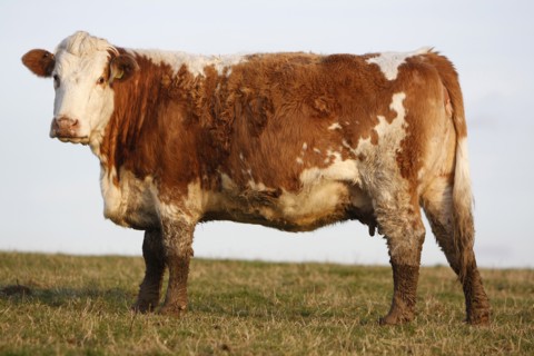 AGRICULTURE, Farming, Animals, "England, East Sussex, South Downs, Cattle, Cow Grazing in the