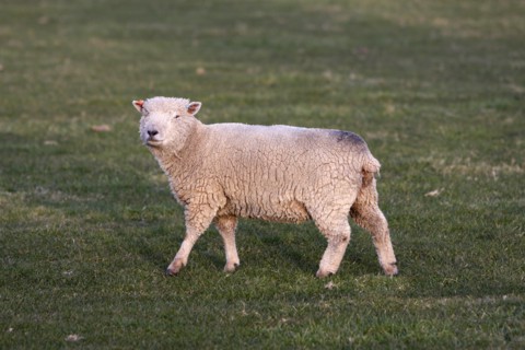 AGRICULTURE, Farming, Animals, "England, East Sussex, South Downs, Sheep, Grazing in the fields."