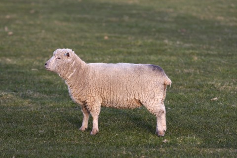 AGRICULTURE, Farming, Animals, "England, East Sussex, South Downs, Sheep, Grazing in the fields."
