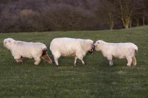 AGRICULTURE, Farming, Animals, "England, East Sussex, South Downs, Sheep, Grazing in the fields."