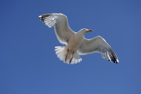 Flying Herring Gull