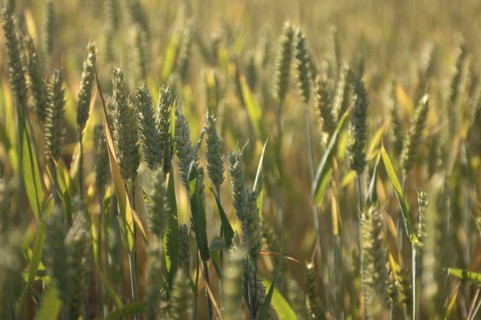 ENGLAND, West Sussex, Henfield, Field of Wheat.