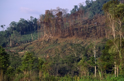 Indonesia, Borneo, Deforestation, Area cleared by logging industry.