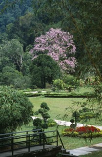 Malaysia, Penang, Georgetown, Penang Botanic Gardens with Queen Of Flowers tree Lagerstroemia