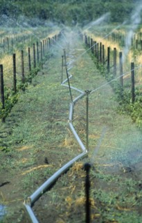 SOUTH AFRICA, Western Cape, Paarl, Irrigation system on vineyard running the length of growing