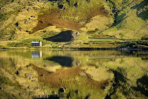 IRELAND, County Galway, Connemara, Kylemore Lough with reflection of stone cottage and animal like