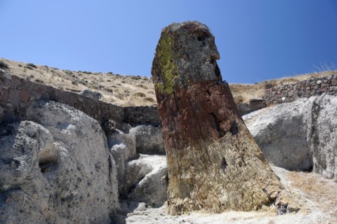 GREECE, North East Aegean, Lesvos Island, Eresos, Detail of a fossilized trees bark at Lesvosís