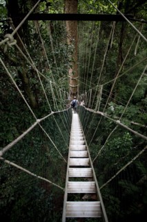 Malaysia, Central Pahang, Taman Negara, People wandering on the canopy walkways of the worlds