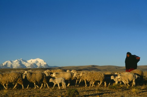 Bolivia, La Paz, Altiplano, Quechua woman with flock of sheep and Illimani mountain peak behind.