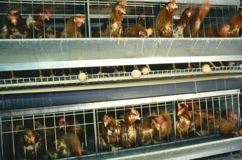 South Africa, Western Cape, Simondium, Battery Hens on commercial poultry farm.
