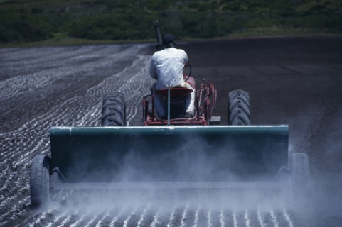 USA, California, Half Moon Bay, Dispersing lime prior to planting to increase favourable microbial