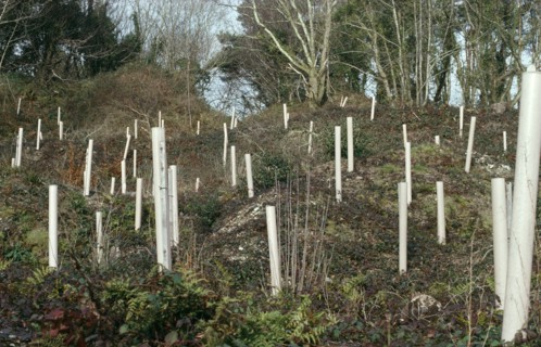 Environment, Reforestation, Replanting of trees in deforested area.  Young saplings in protective