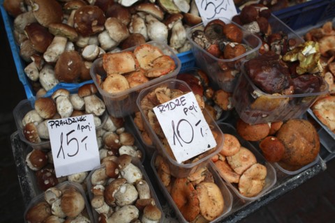 Poland, Krakow, display of mushrooms and other fungi in Stary Kleparz market.