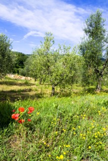 ITALY, Tuscany, Montalcino, Val D'Orcia Red poppies and other yellow wild flowers growing in an