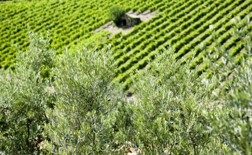 ITALY, Tuscany, Montalcino, Val D'Orcia Brunello wine vineyard on the slopes of the hilltown with a