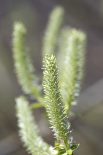 Landscape, Trees, Flowers, Upright salix willow catkins on a tree in an English garden in early