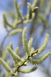 Landscape, Trees, Flowers, Upright salix willow catkins on a tree in an English garden in early