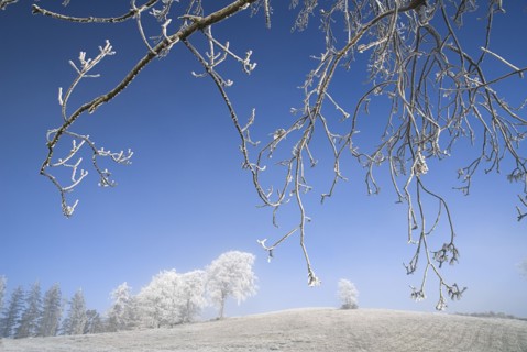 IRELAND, County Monaghan, Tullyard, Trees covered in hoar frost on outskirts of Monaghan town.