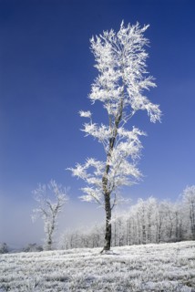 IRELAND, County Monaghan, Tullyard, Trees covered in hoar frost on outskirts of Monaghan town.