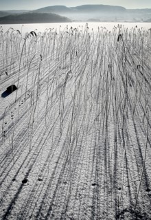 IRELAND, Northern, County Fermanagh, Lough MacNean, Frozen lough with reeds casting long shadows