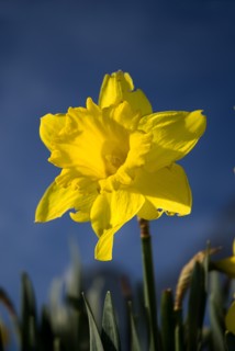 IRELAND, County Sligo, Drumcliffe, A daffodil in Drumcliffe graveyard.