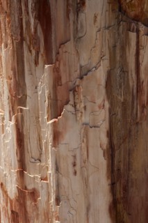 GREECE, North East Aegean, Lesvos Island, Eresos, Detail of a fossilized trees bark at Lesvosís