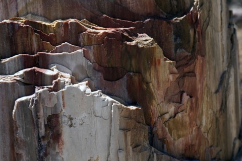 GREECE, North East Aegean, Lesvos Island, Eresos, Detail of a fossilized trees bark at Lesvosís