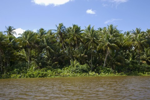 VENEZUELA, Amacuro Delta State, Delta Del Orinoco, one of Orinocoís rivers with palm trees and