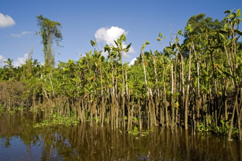 VENEZUELA, Amacuro Delta State, Delta del Orinoco, one of Orinocoís rivers with palm trees and
