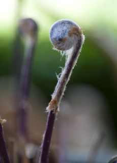 Landscape, Gardens, Plants, Unfurled frond or leaf of Osmunda regalis Royal Fern or Flowering Fern