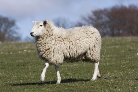 AGRICULTURE, Farming, Animals, sheep grazing on the south downs near Ditchling, East Sussex,
