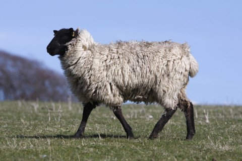 AGRICULTURE, Farming, Animals, sheep grazing on the south downs near Ditchling, East Sussex,