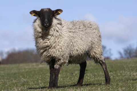 AGRICULTURE, Farming, Animals, sheep grazing on the south downs near Ditchling, East Sussex,