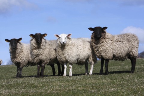 AGRICULTURE, Farming, Animals, sheep grazing on the south downs near Ditchling, East Sussex,