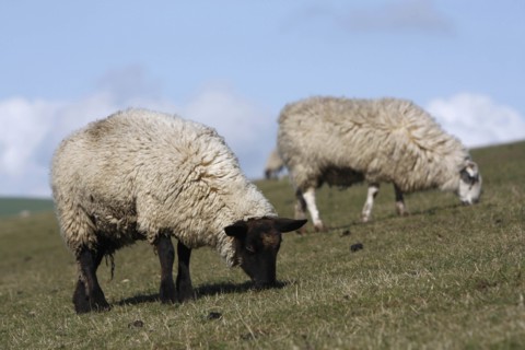 AGRICULTURE, Farming, Animals, sheep grazing on the south downs near Ditchling, East Sussex,