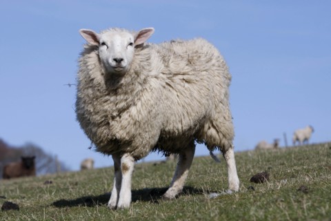 AGRICULTURE, Farming, Animals, sheep grazing on the south downs near Ditchling, East Sussex,