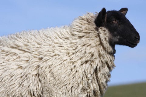 AGRICULTURE, Farming, Animals, sheep grazing on the south downs near Ditchling, East Sussex,