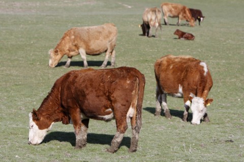 AGRICULTURE, Farming, Animals, Cattle grazing on the south downs near Ditchling, East Sussex,