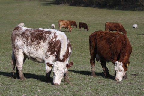 AGRICULTURE, Farming, Animals, Cattle grazing on the south downs near Ditchling, East Sussex,